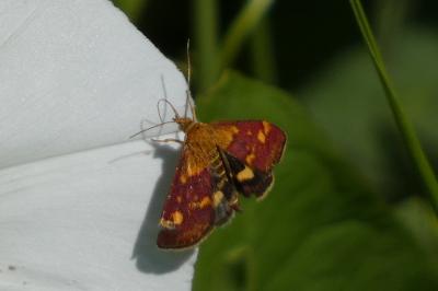 <i>Pyrausta purpuralis</i>