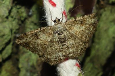 <i>Peribatodes rhomboidaria</i>