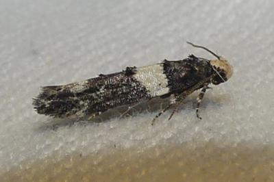 <i>Recurvaria leucatella</i>