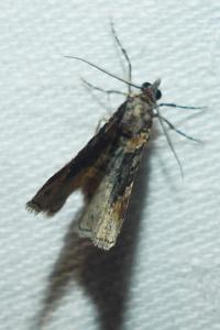<i>Xanthorhoe ferrugata</i>