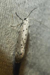 <i>Yponomeuta</i>