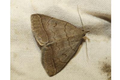 <i>Zanclognatha lunalis</i>