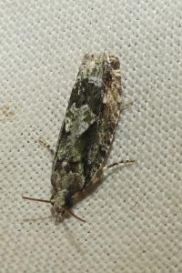 <i>Zeiraphera isertana</i>