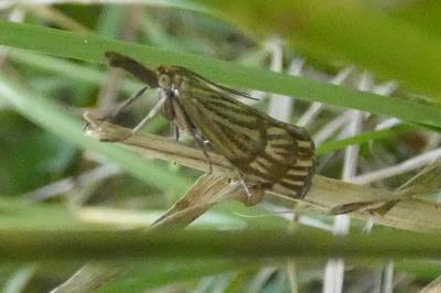 <i>Chrysocrambus linetella</i>