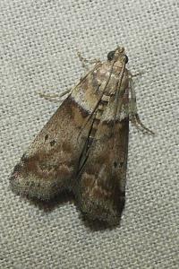 <i>Acrobasis consociella</i>