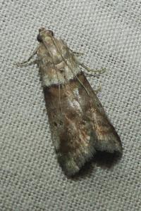 <i>Acrobasis consociella</i>