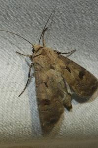 <i>Agrotis exclamationis</i>