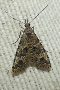 <i>Alucita hexadactyla</i>