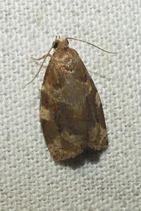<i>Archips xylosteana</i>