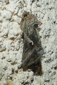 <i>Autographa gamma</i>