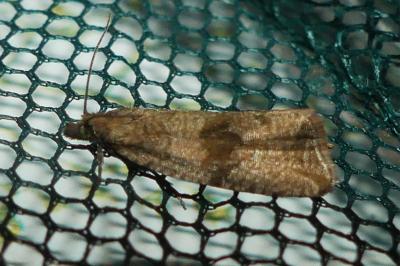 <i>Celypha striana</i>