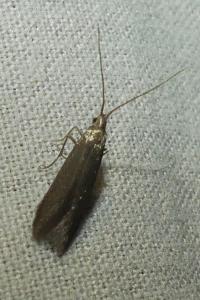 <i>Coleophora</i>