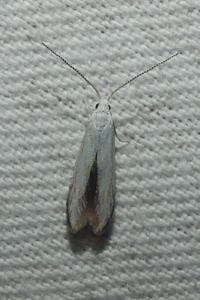 <i>Coleophora</i>