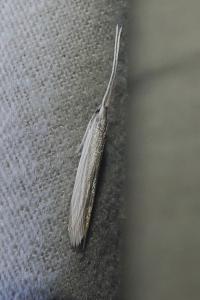 <i>Coleophora</i>