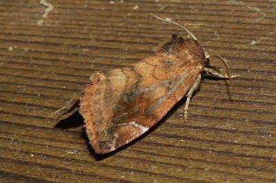 <i>Cosmia pyralina</i>