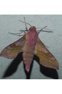 <i>Deilephila porcellus</i>