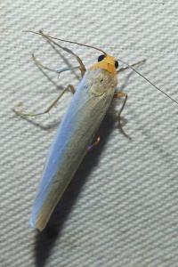 <i>Eilema caniola</i>