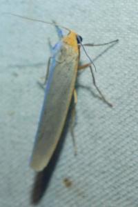 <i>Eilema caniola</i>