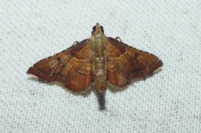 <i>Endotricha flammealis</i>