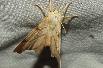 <i>Ennomos erosaria</i>