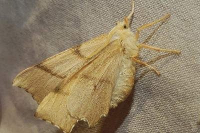<i>Ennomos erosaria</i>