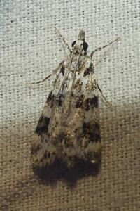 <i>Eudonia delunella</i>