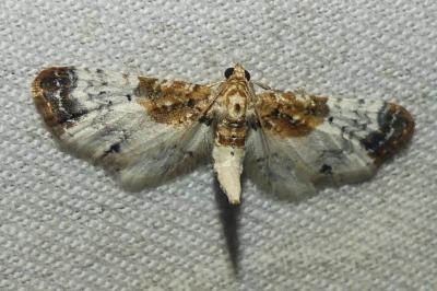 <i>Eupithecia breviculata</i>