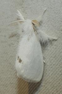 <i>Sphrageidus similis</i>