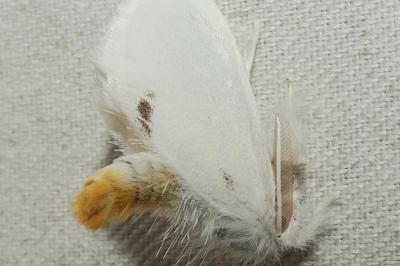 <i>Sphrageidus similis</i>