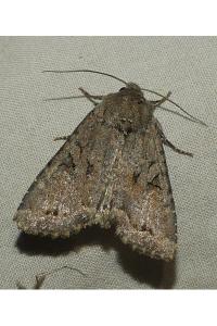 <i>Fissipunctia ypsillon</i>