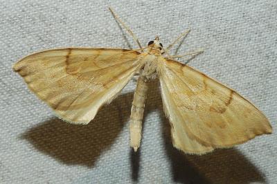 <i>Gandaritis pyraliata</i>