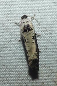 <i>Hedya salicella</i>
