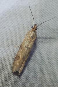 <i>Homoeosoma sinuella</i>