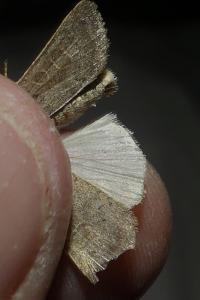 <i>Hoplodrina ambigua</i>