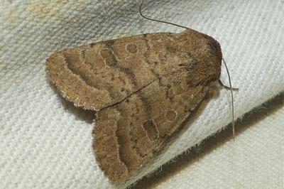 <i>Hoplodrina octogenaria</i>