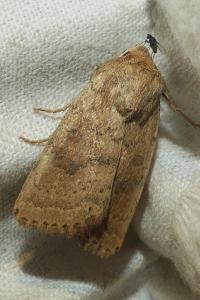 <i>Hoplodrina octogenaria</i>