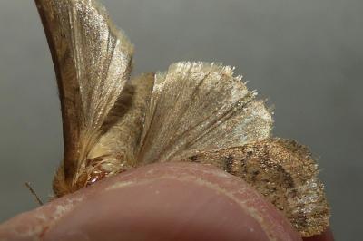 <i>Hoplodrina octogenaria</i>