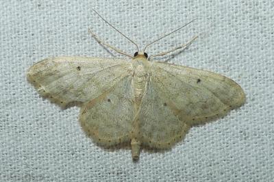 <i>Idaea biselata</i>