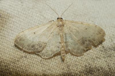 <i>Idaea dimidiata</i>