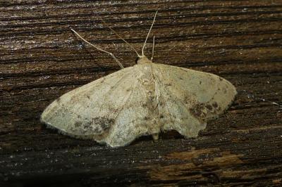 <i>Idaea dimidiata</i>