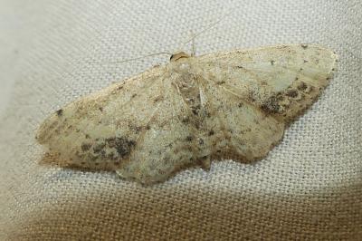 <i>Idaea dimidiata</i>