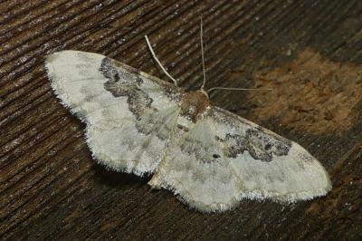 <i>Idaea rusticata</i>