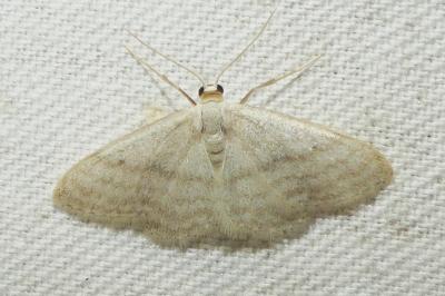 <i>Idaea subsericeata</i>