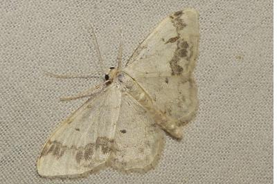 <i>Idaea trigeminata</i>