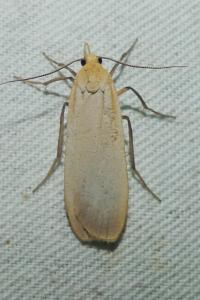 <i>Katha depressa</i>