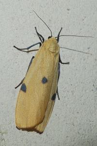 <i>Lithosia quadra</i>