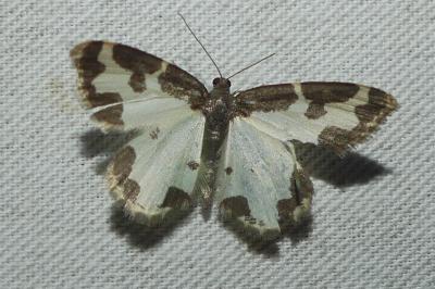 <i>Lomaspilis marginata</i>