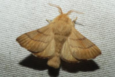 <i>Malacosoma neustria</i>