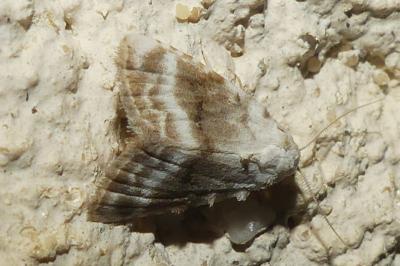 <i>Meganola albula</i>