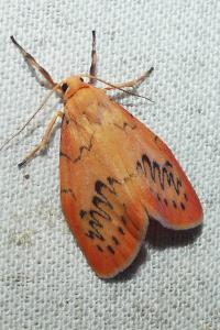 <i>Miltochrista miniata</i>